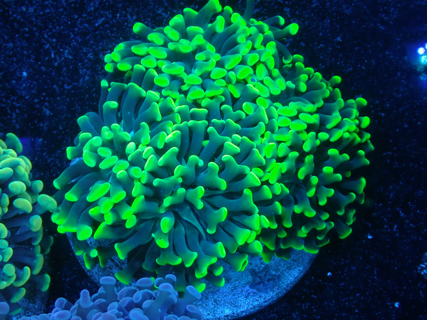 Neon Green Branching Hammer