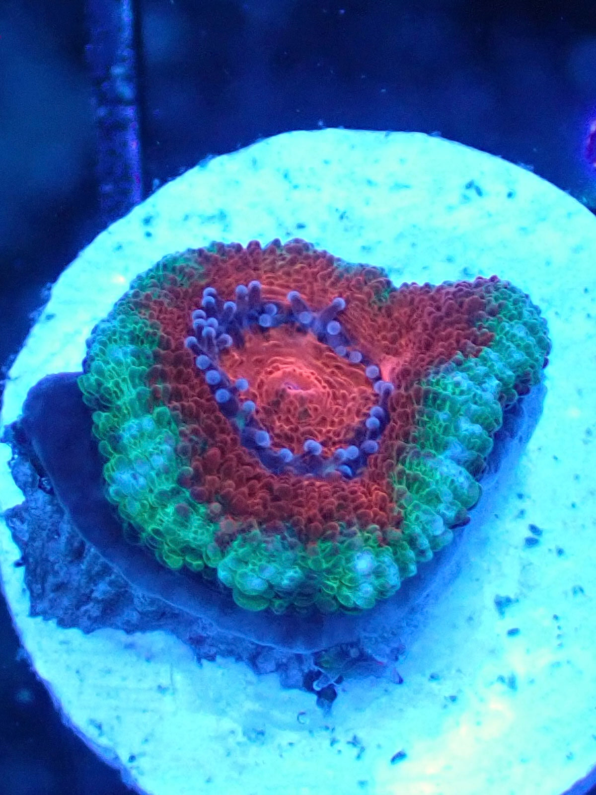 Ultra Acan Lord