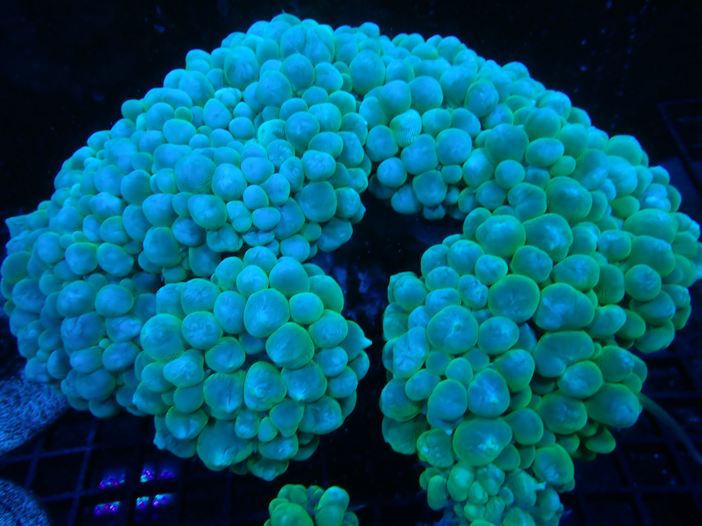 Green Bubble corals