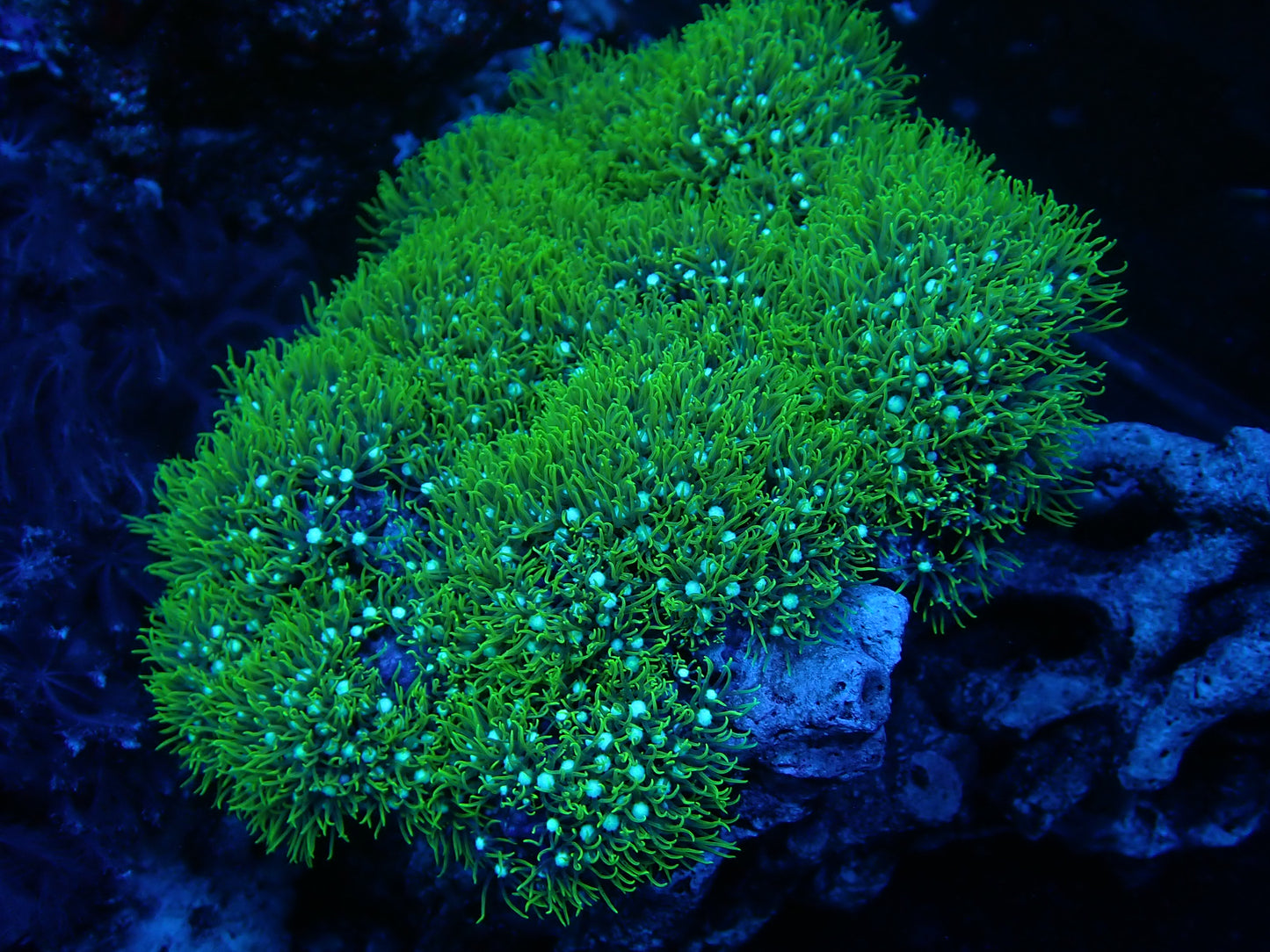 Green Star Polyps