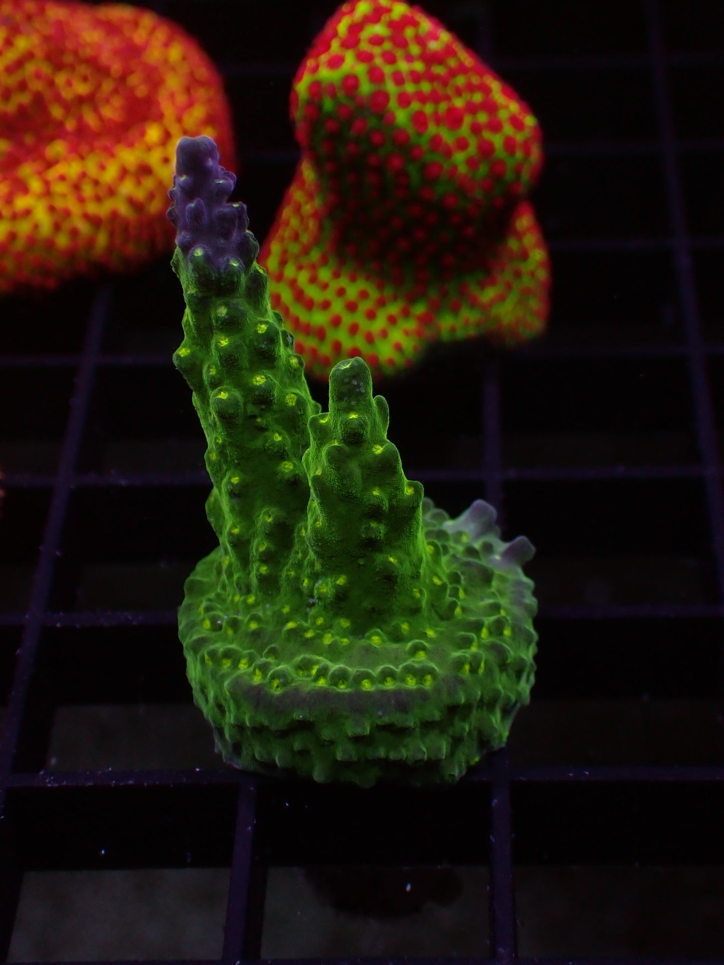 Ultimate Bonsai Acropora