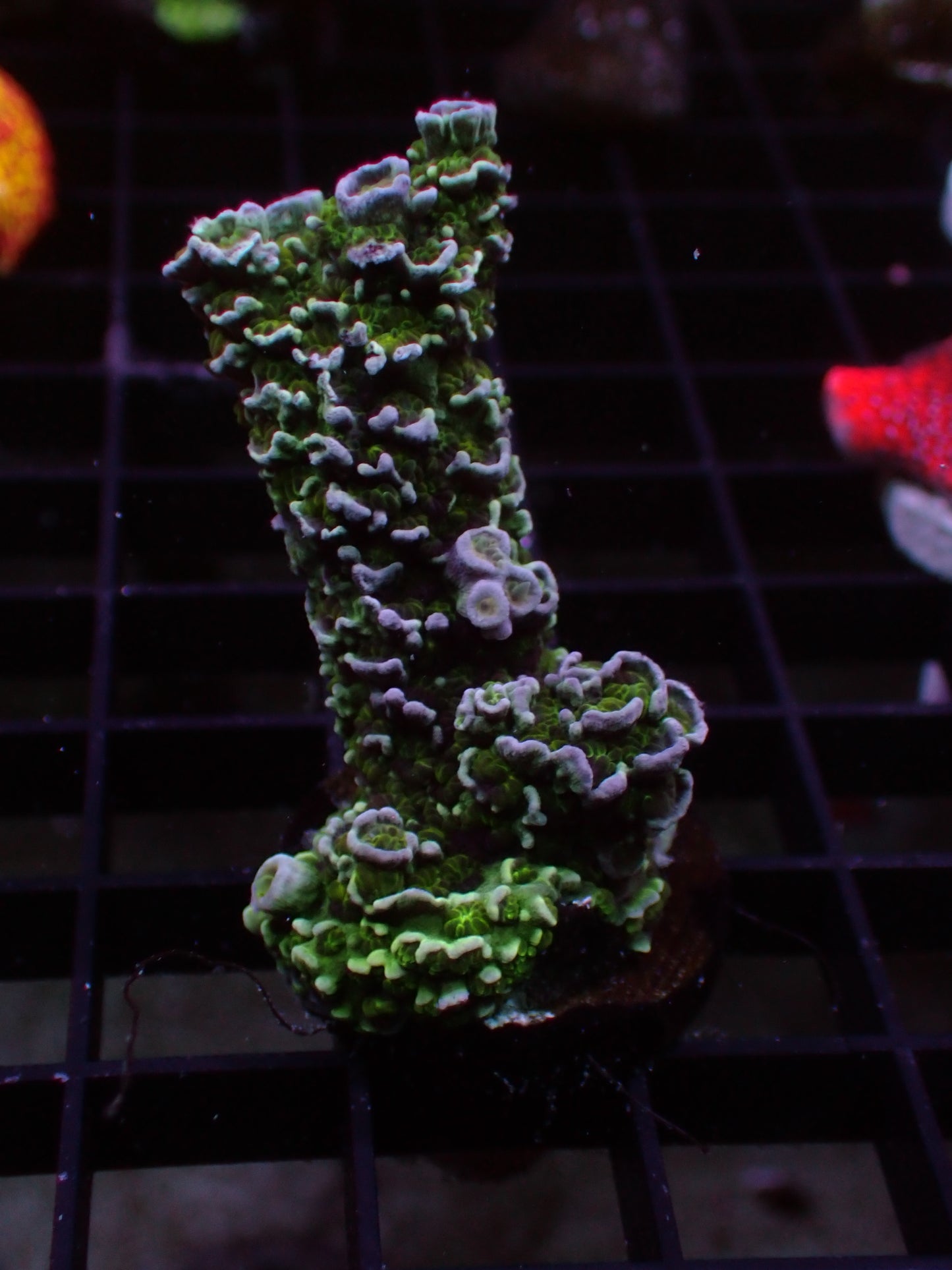 Blue Matrix Acropora