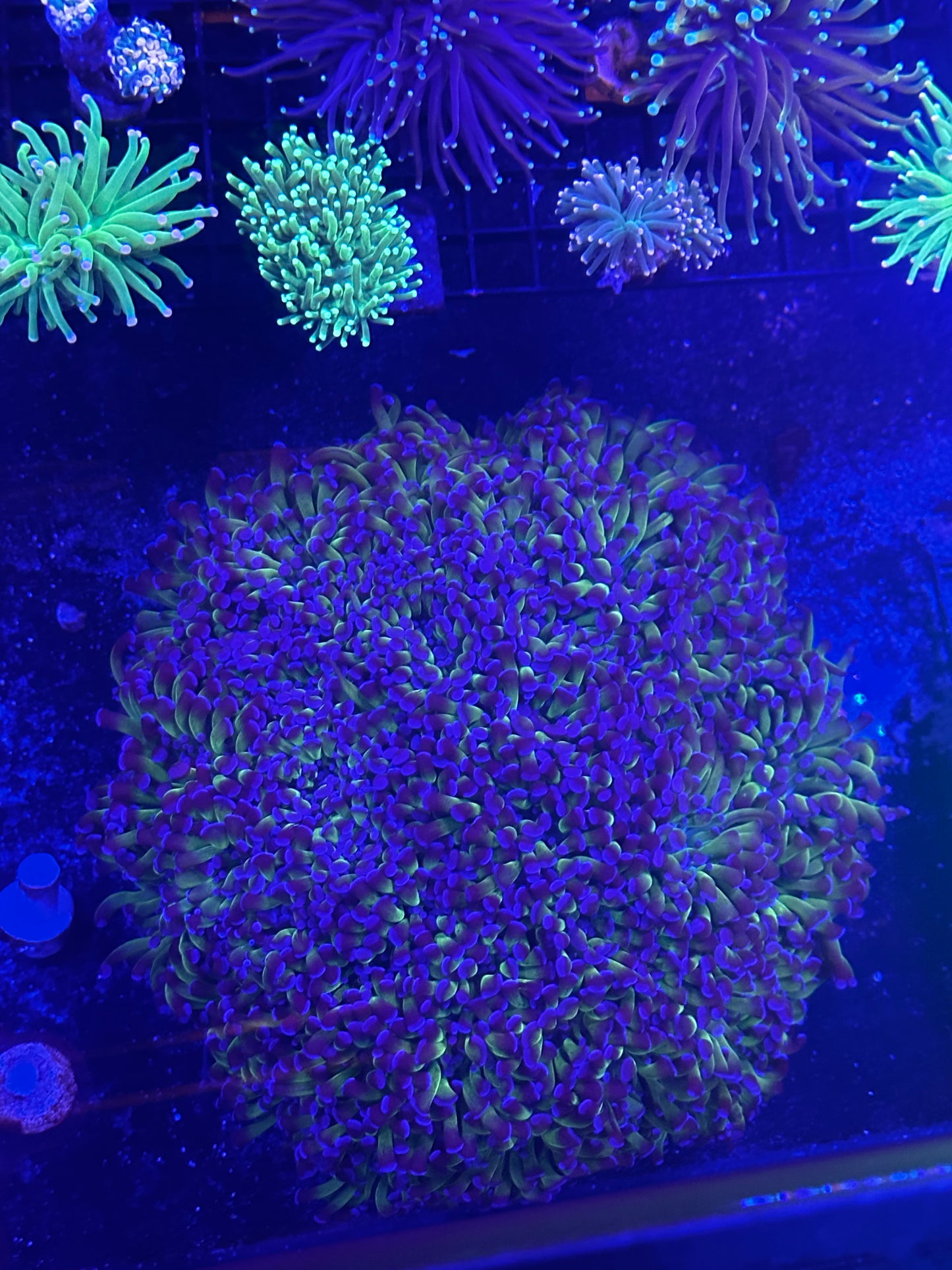 Blue Tipped Green Hammer