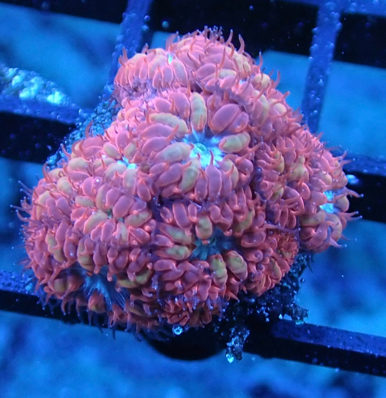 Blue Raven Blastomussa Merletti