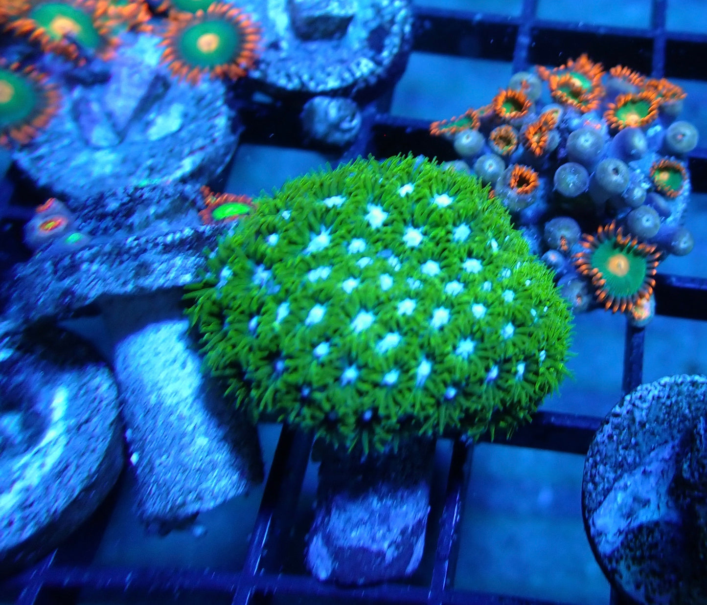 Blueberry Field Leptastrea