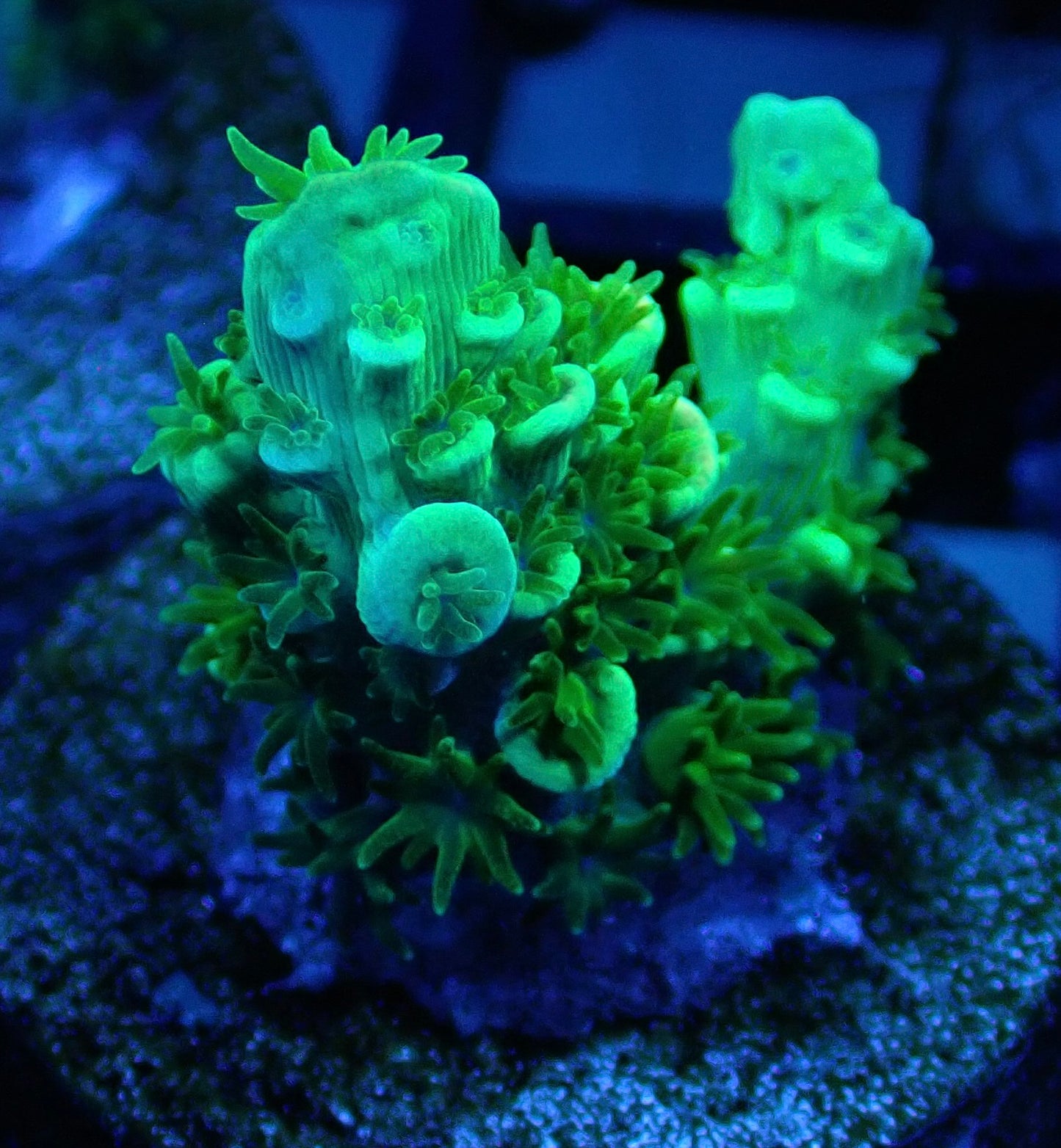 Homewrecker JR acropora