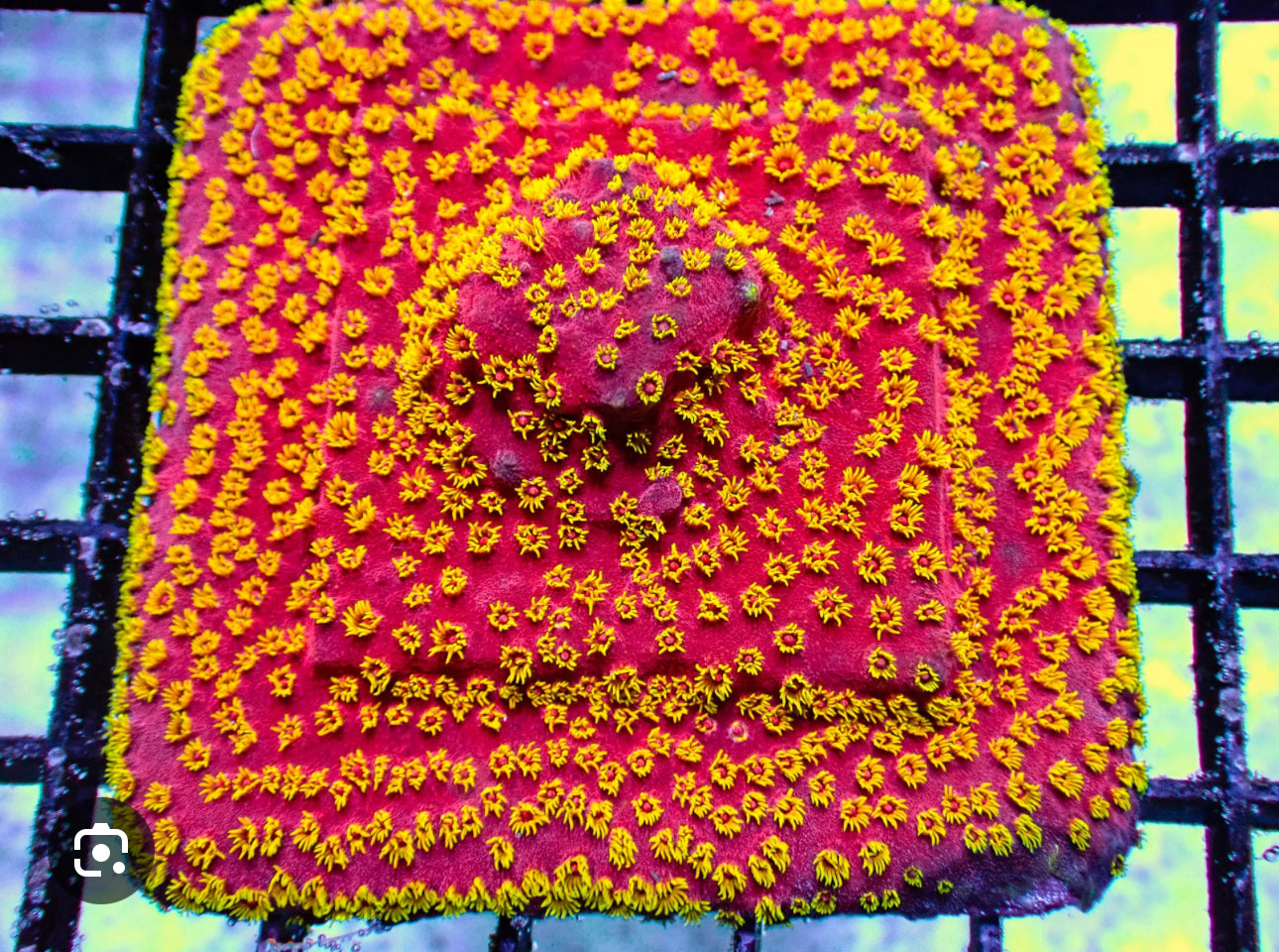 Firewalker Cyphastrea