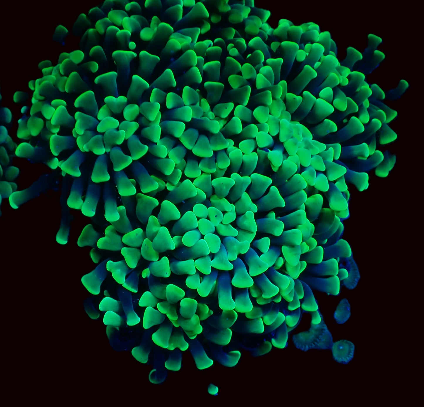 Green Branching Hammer