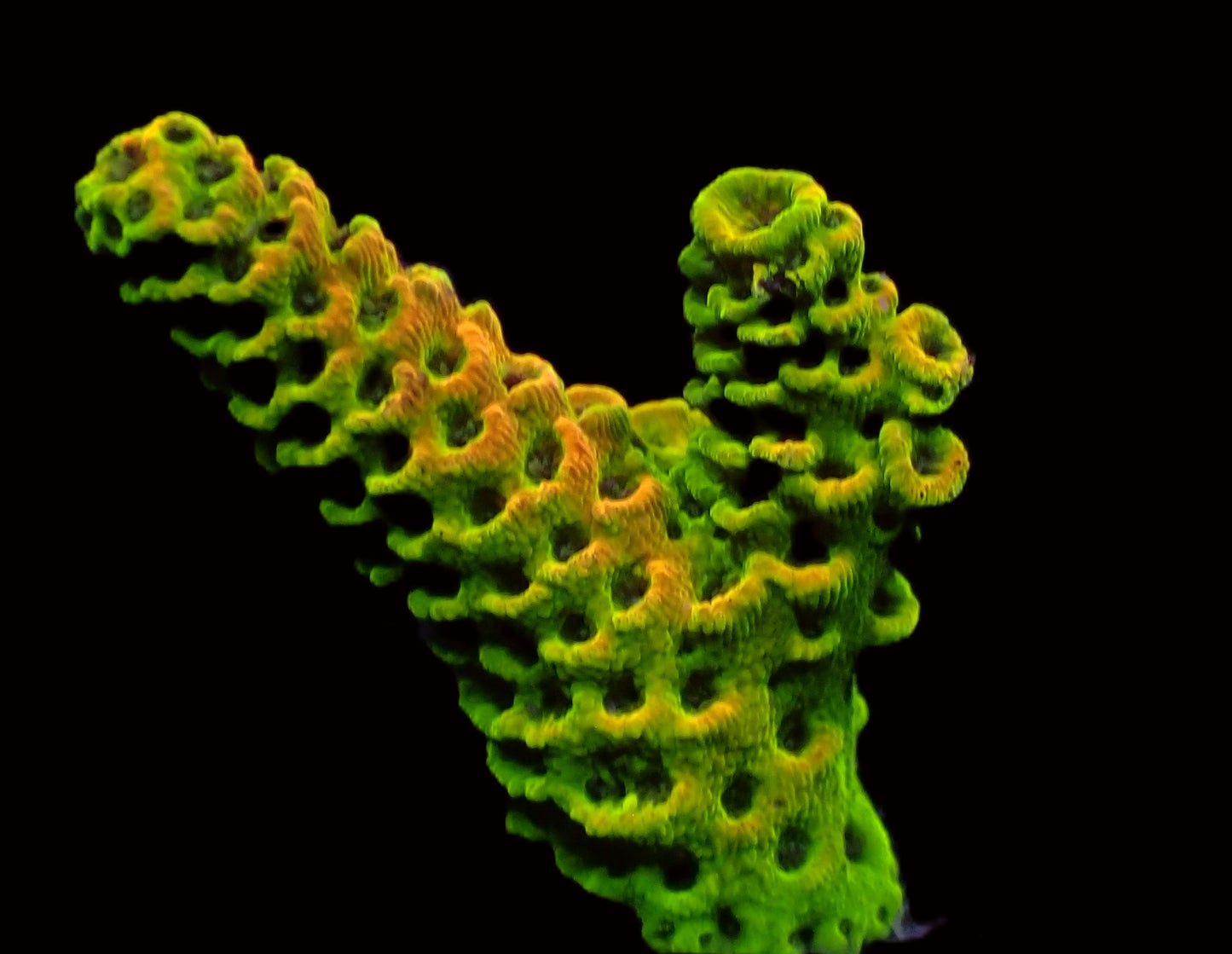 Yellow/Orange Acropora