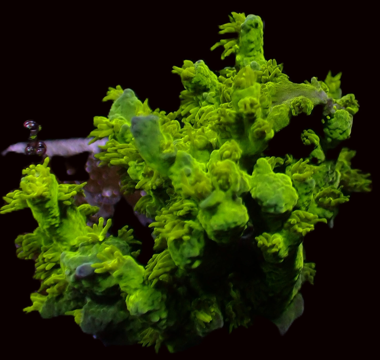 Marvin The Martian Acropora