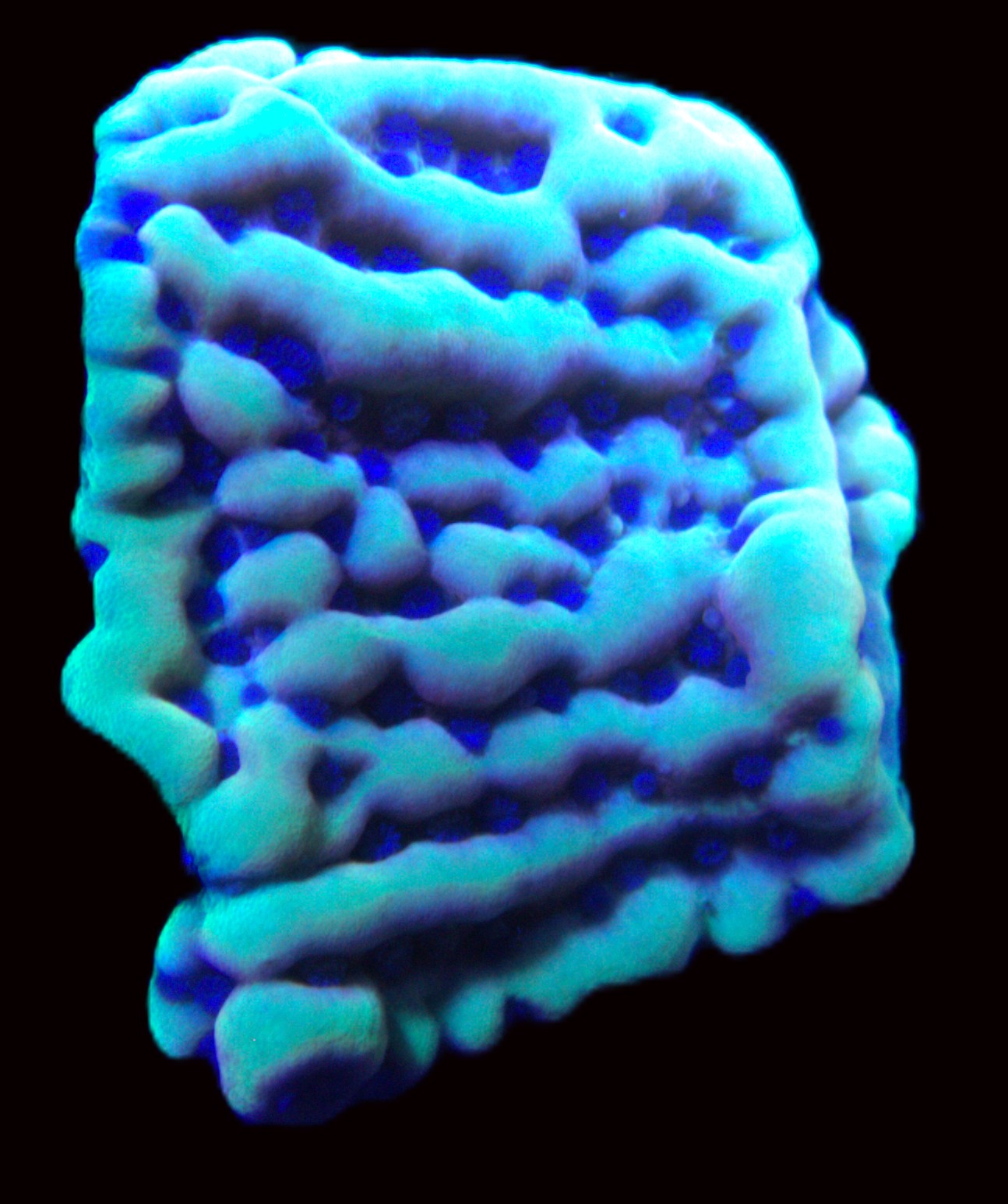 Juicy Montipora