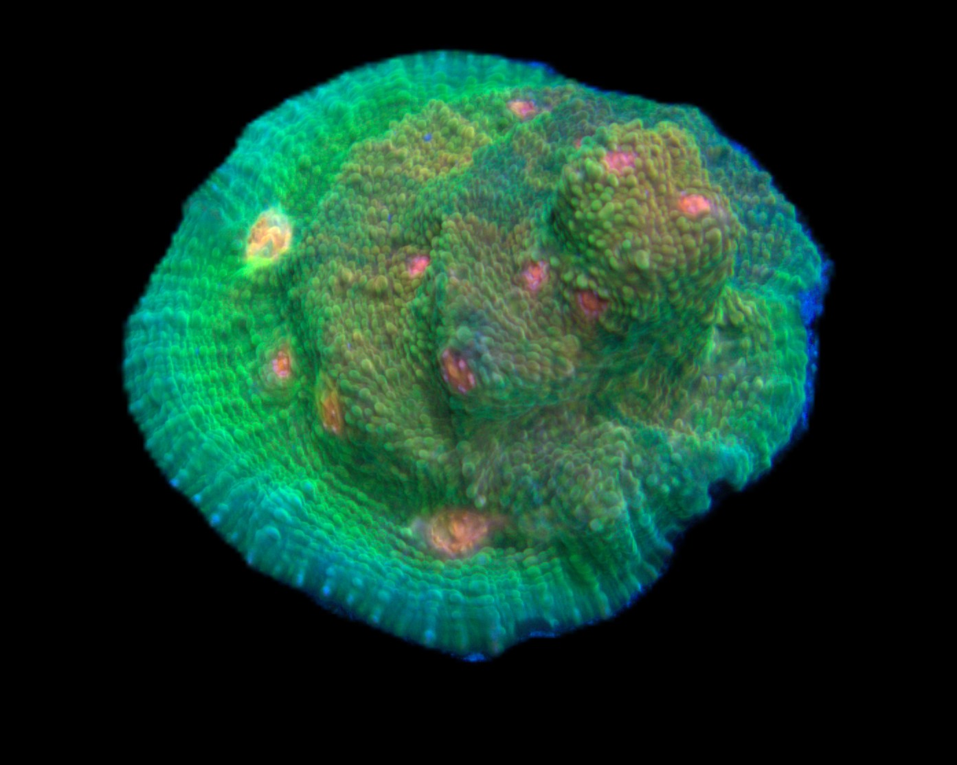 Crayola Meltdown Chalice