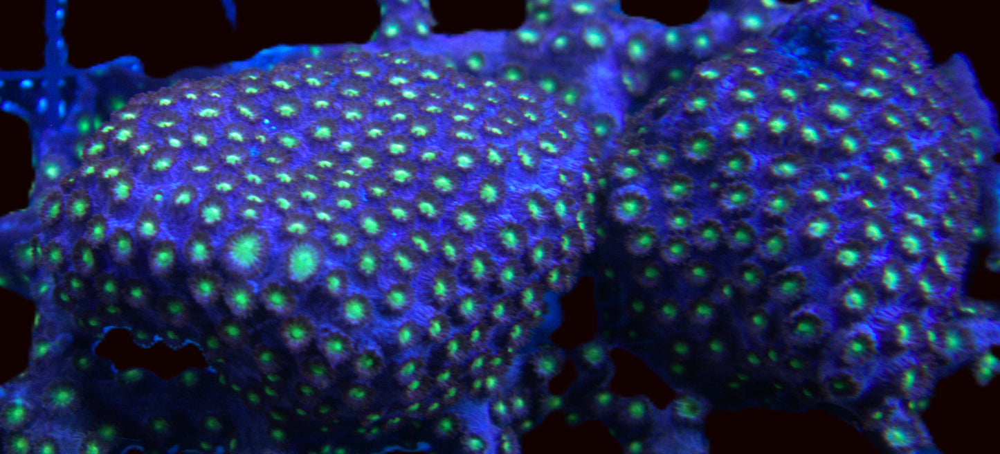 Bling Bling Cyphastrea