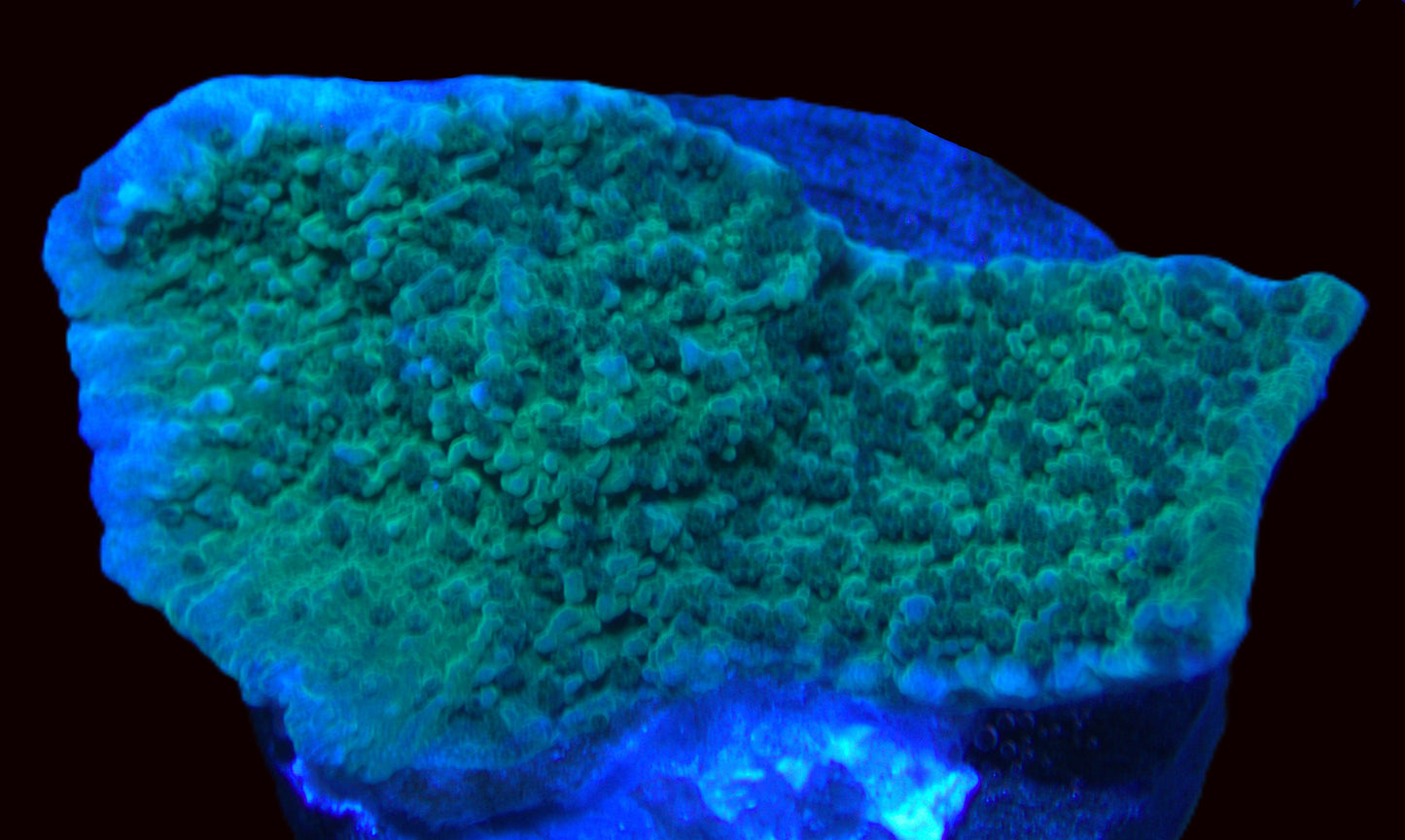 Green montipora cap