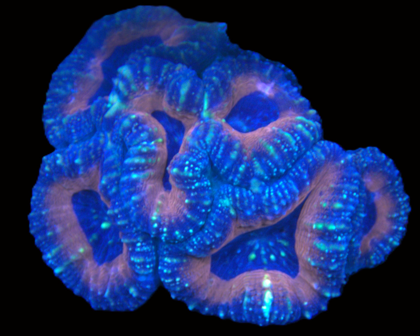 Rainbow Lobophyllia