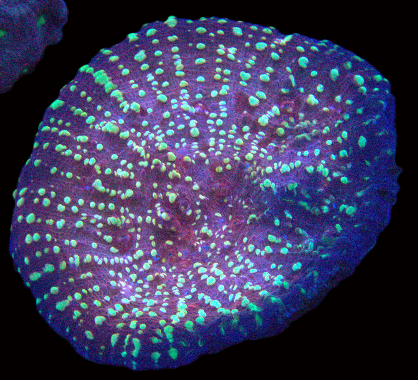 Gold Meister Chalice