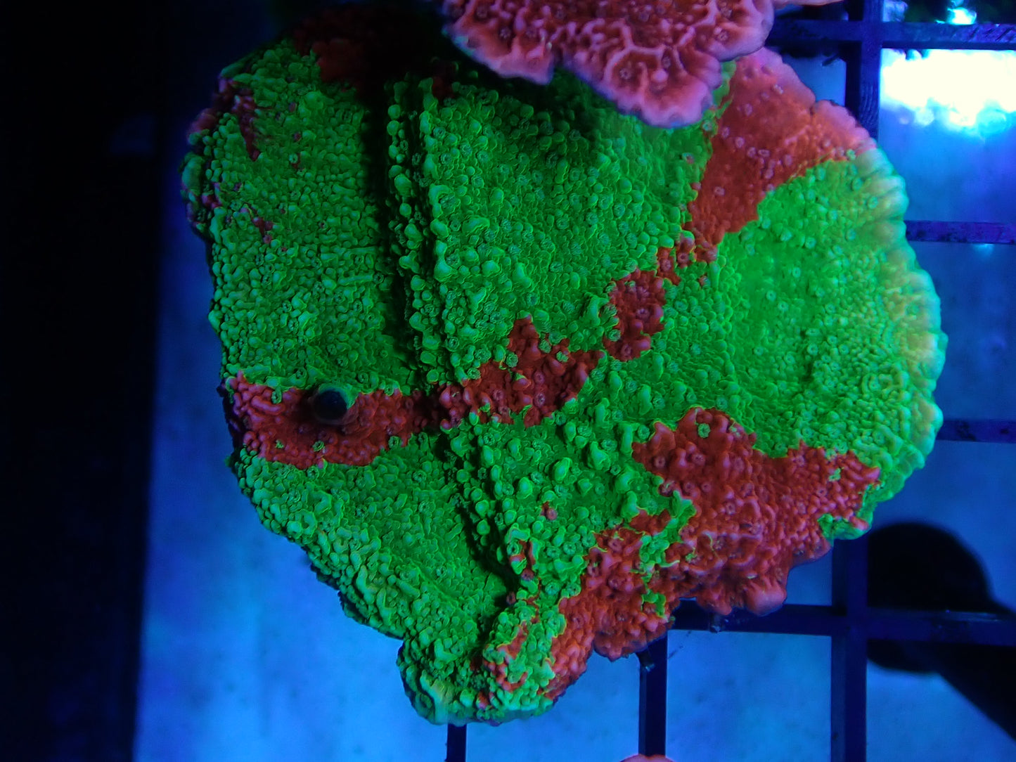 Red & Green Montipora Grafted