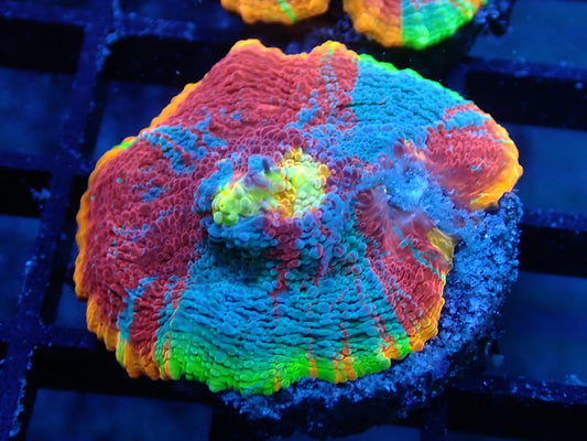 Rainbow Dynamite Chalice