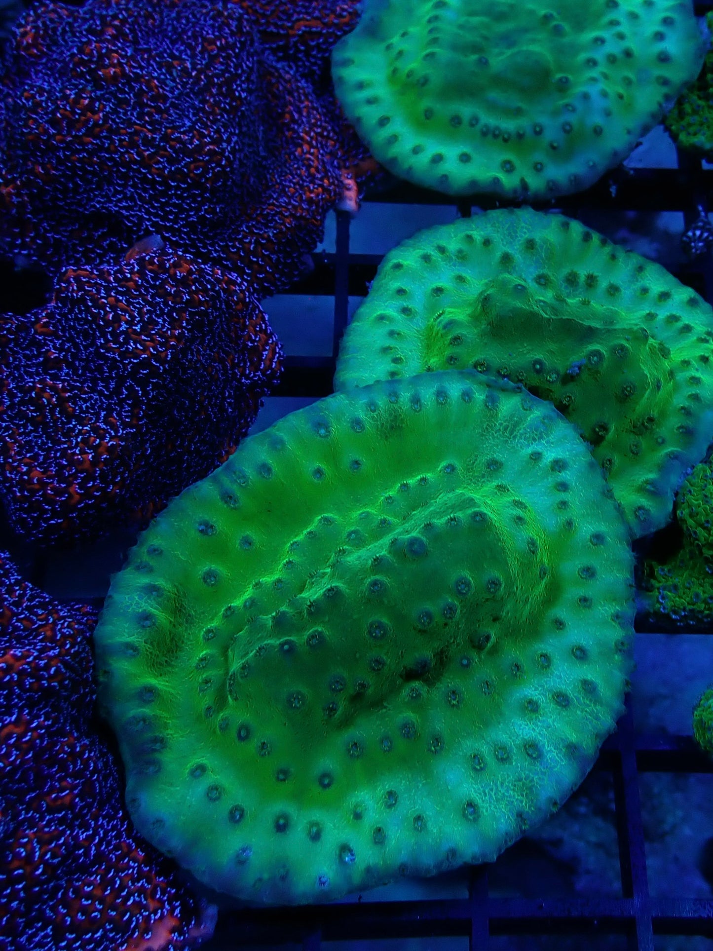 Green Cup Coral