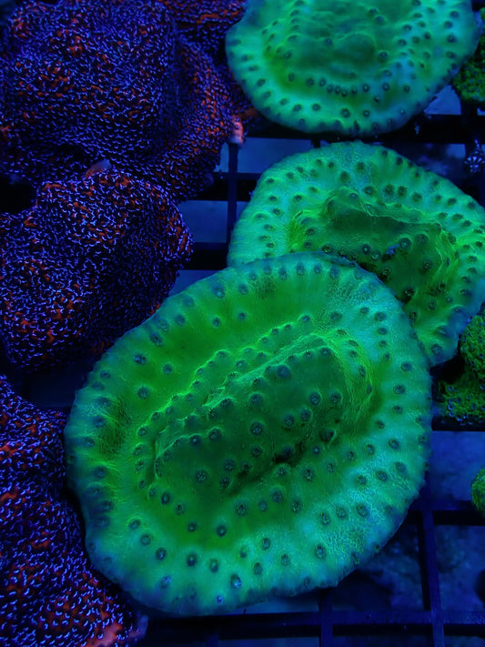 Green Cup Coral