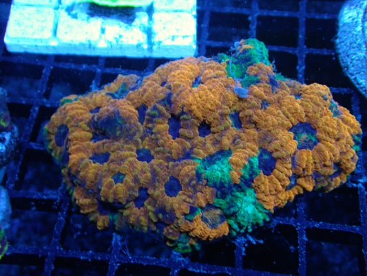 Orange & Green Acanthastrea Echinata