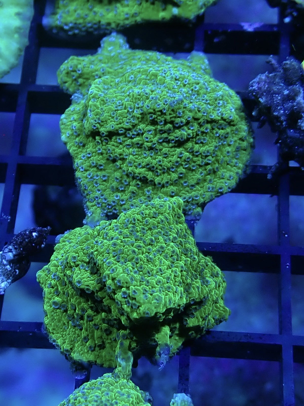 Green Montipora