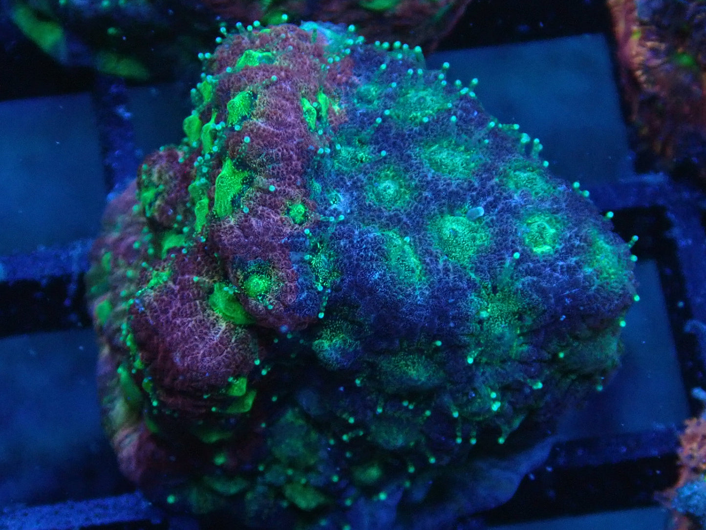 Dayglow Grafted  Favia