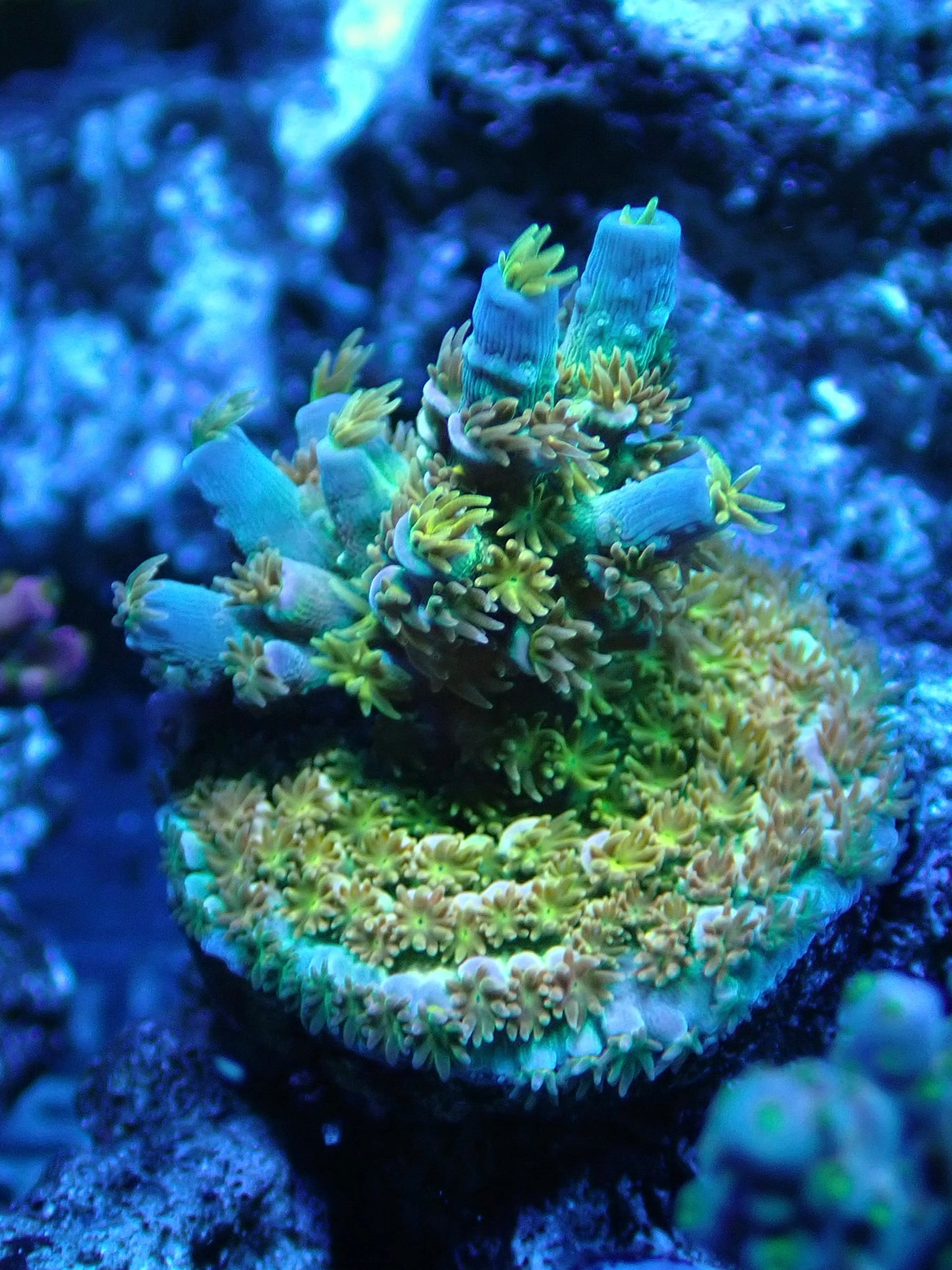 Walt Disney Acropora