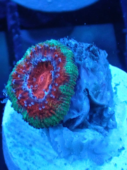 Ultra Acan Lord