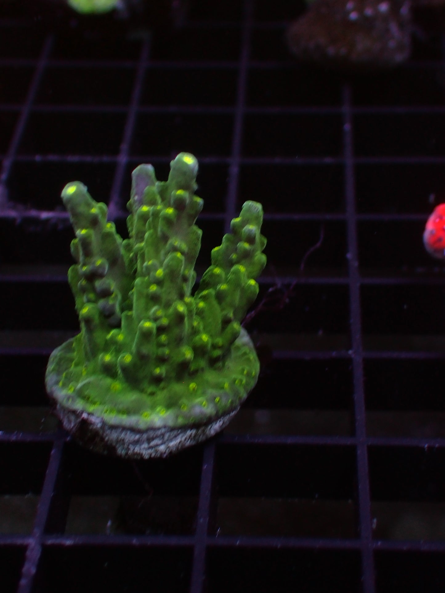 Ultimate Bonsai Acropora