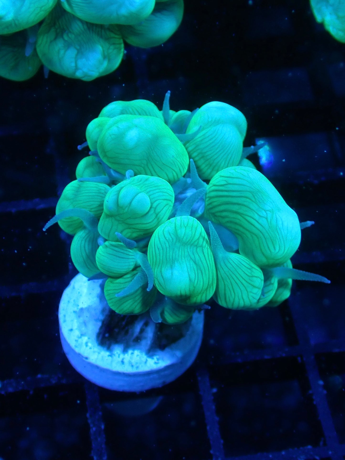 Green Bubble corals
