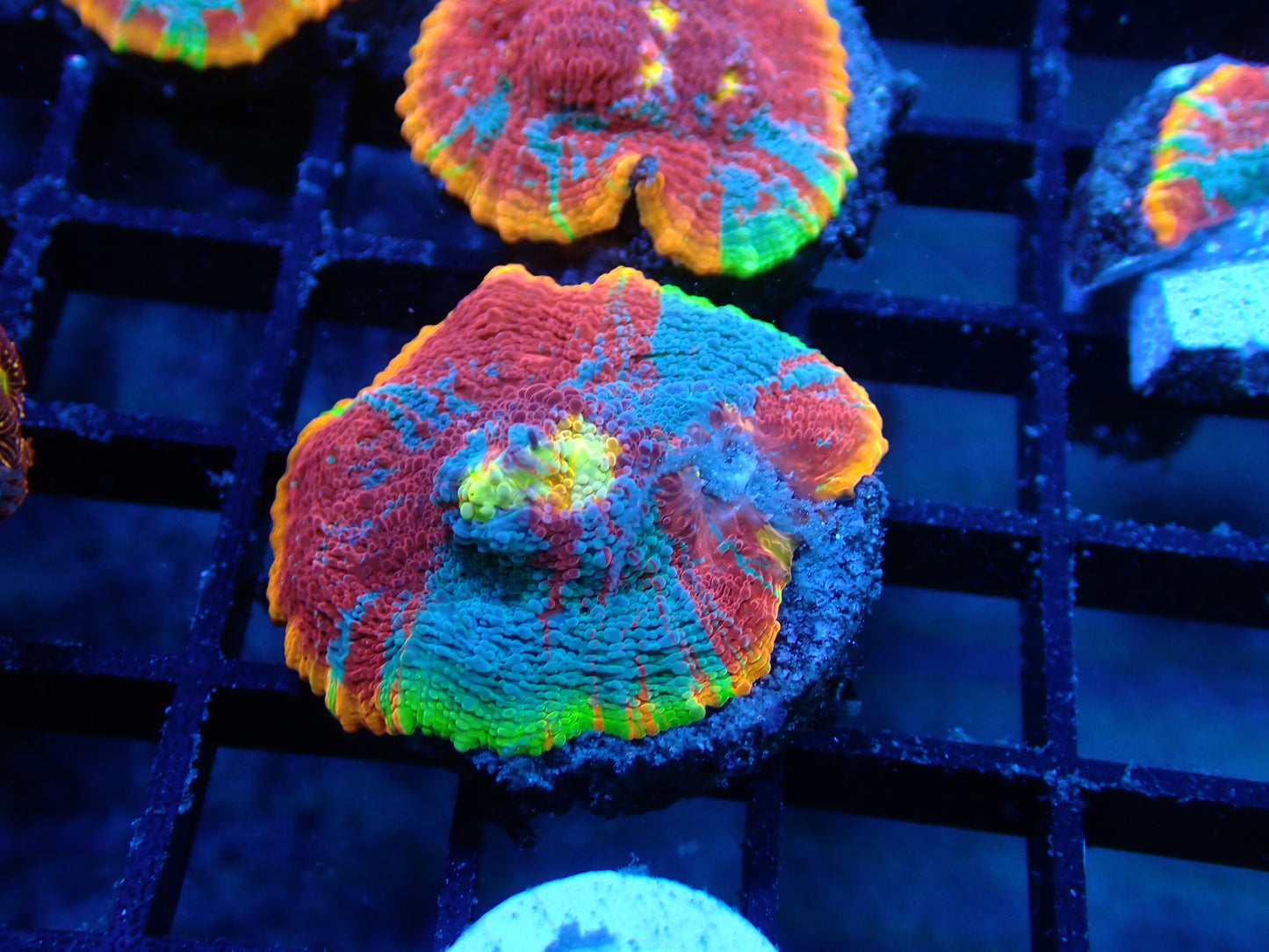 Rainbow Dynamite Chalice