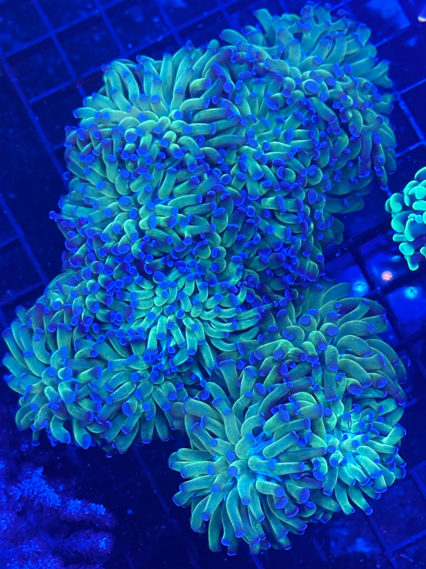 Blue Tipped Green Hammer