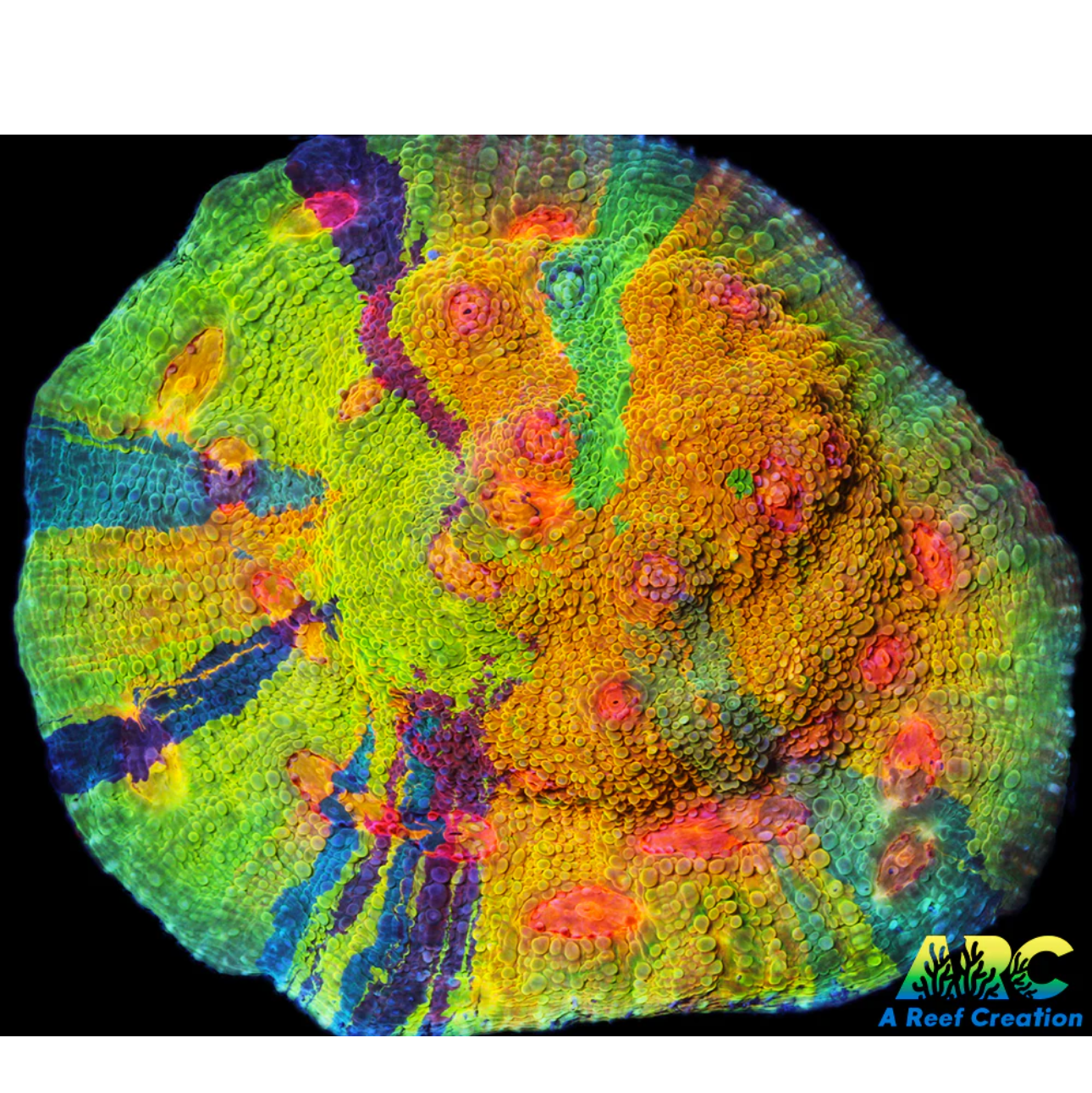 Crayola Meltdown Chalice