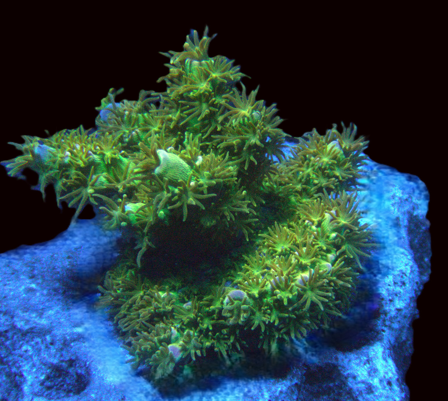 Walt Disney Acropora
