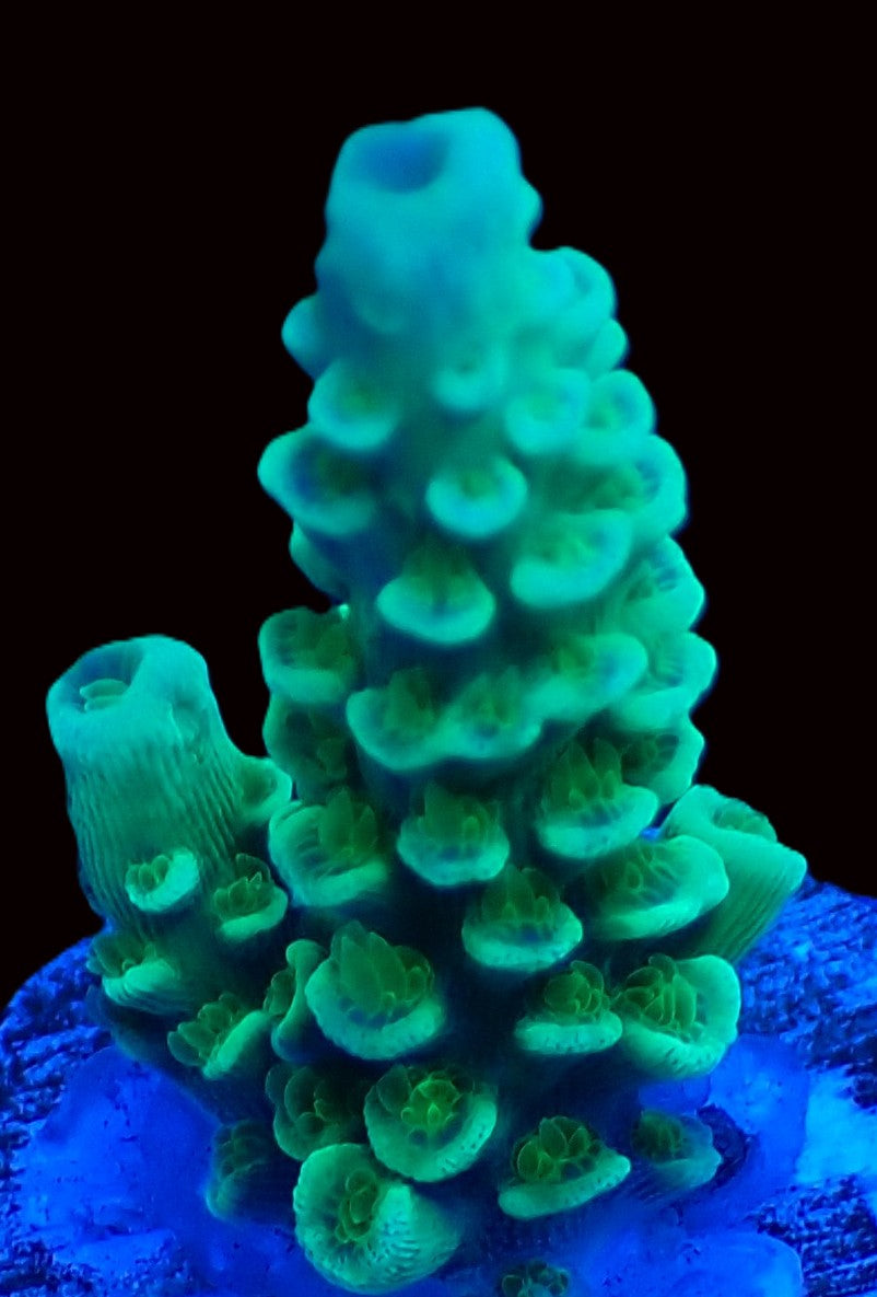Homewrecker JR acropora