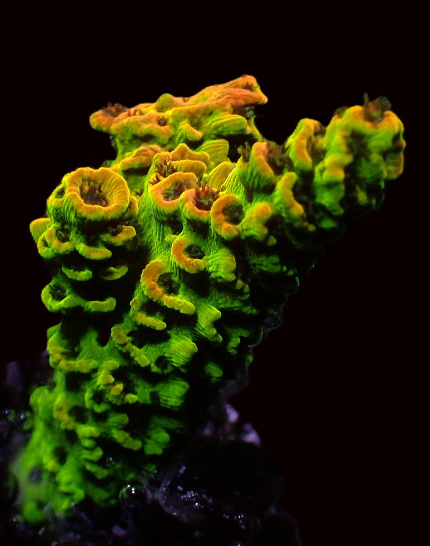 Yellow/Orange Acropora