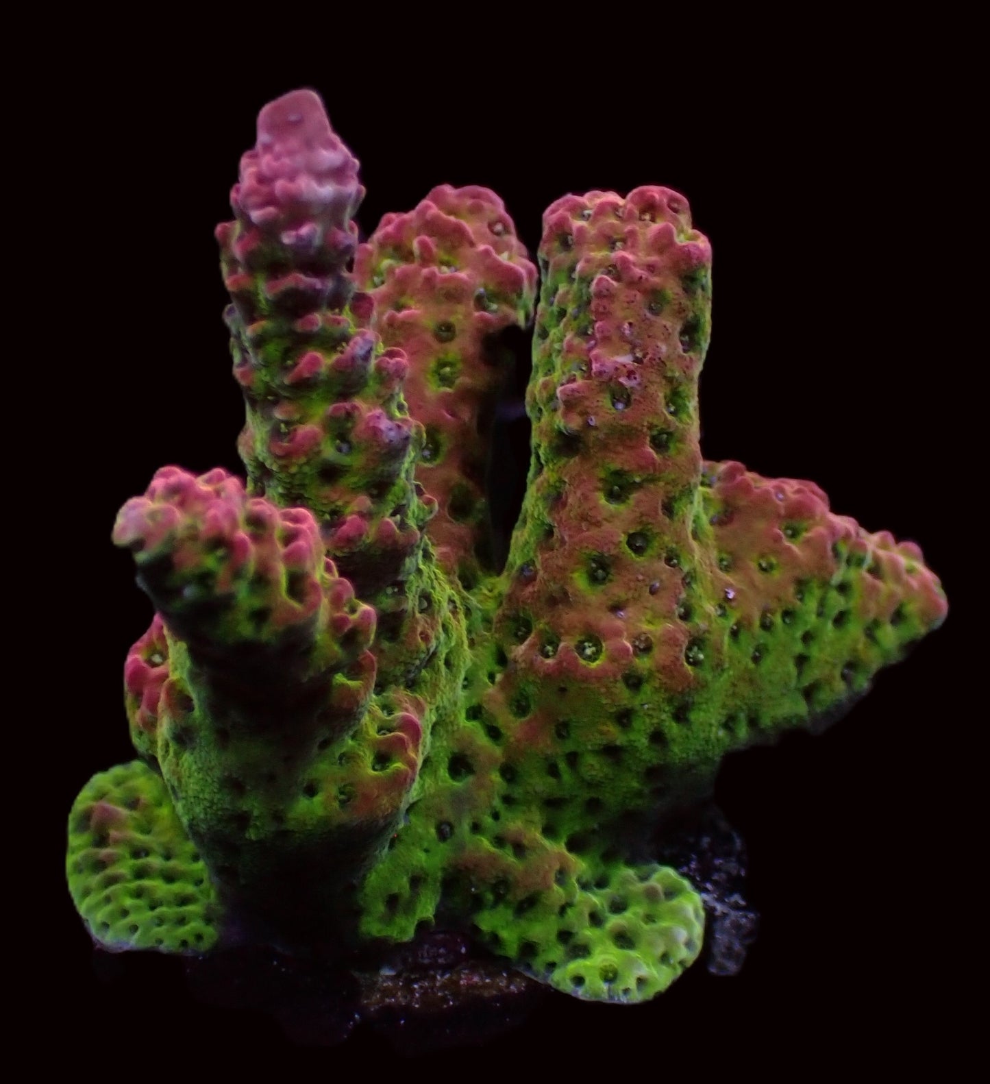 Pc Rainbow Acropora
