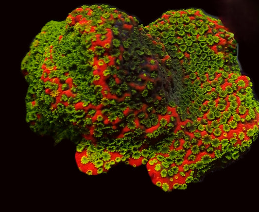 Sunset Montipora