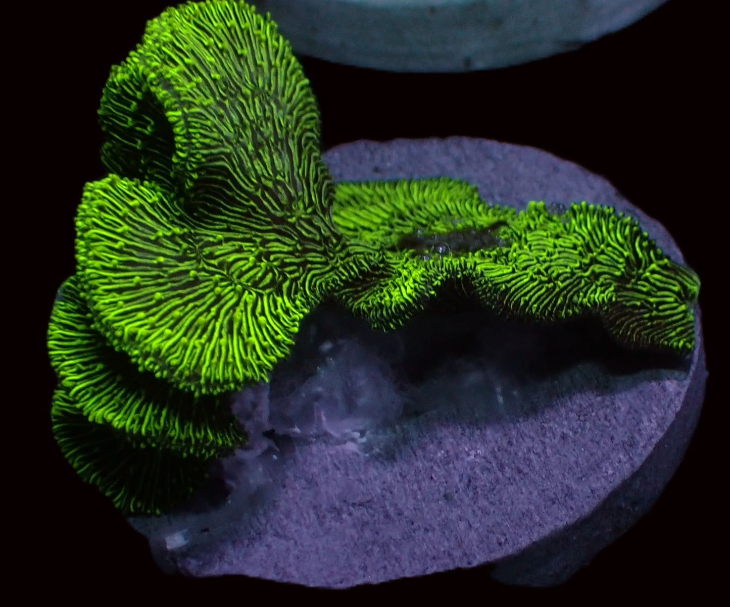 Green pavona corals (pavona cactus)