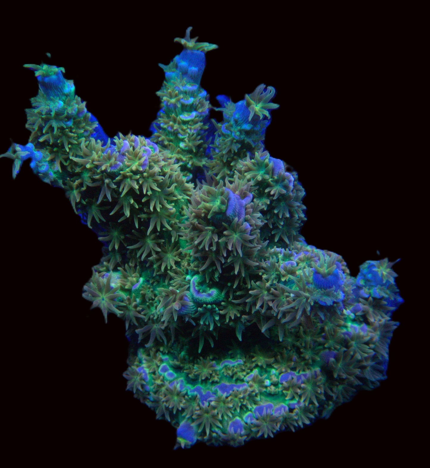 Walt Disney Acropora