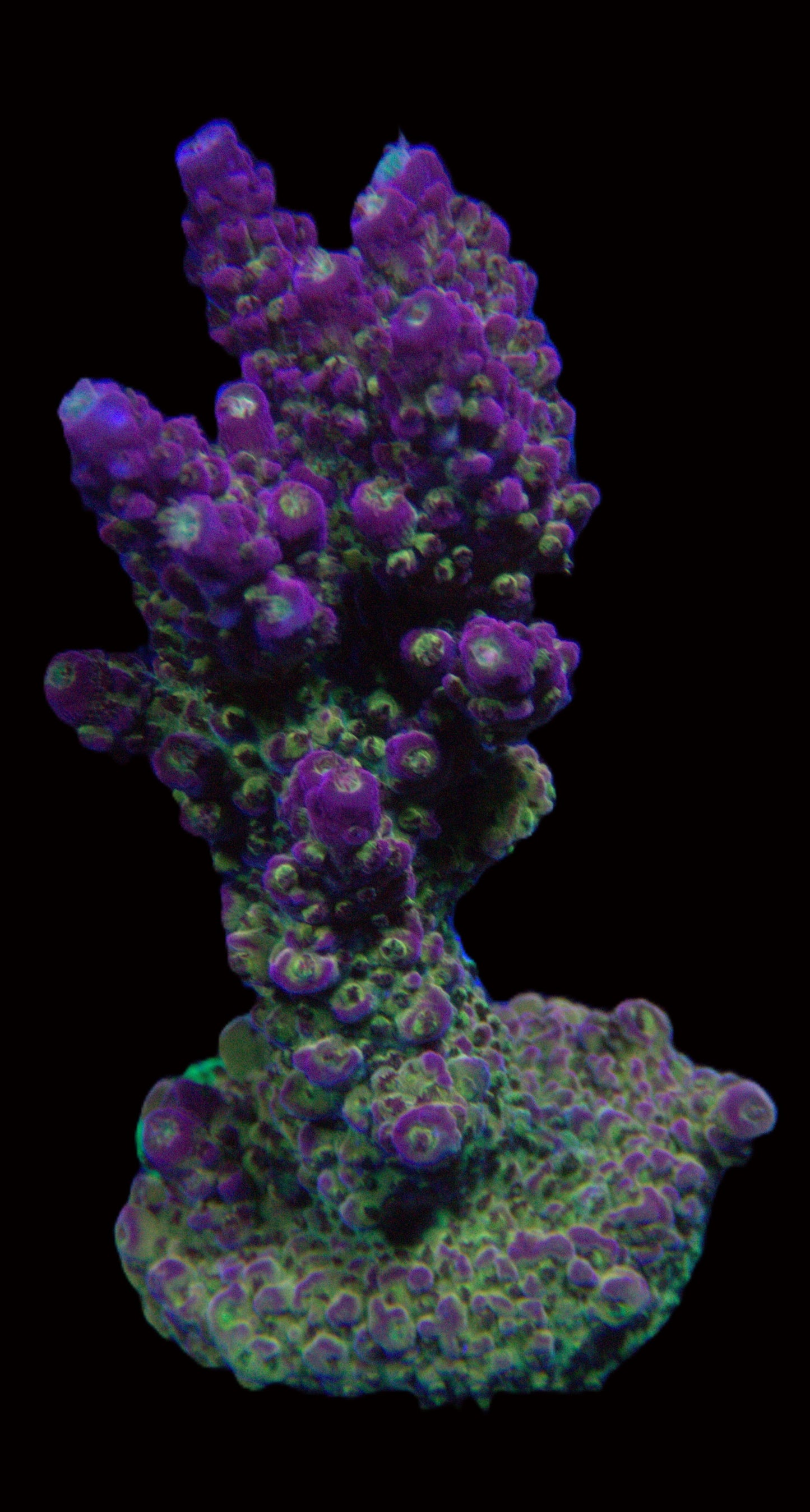 Pinky The bear Acropora