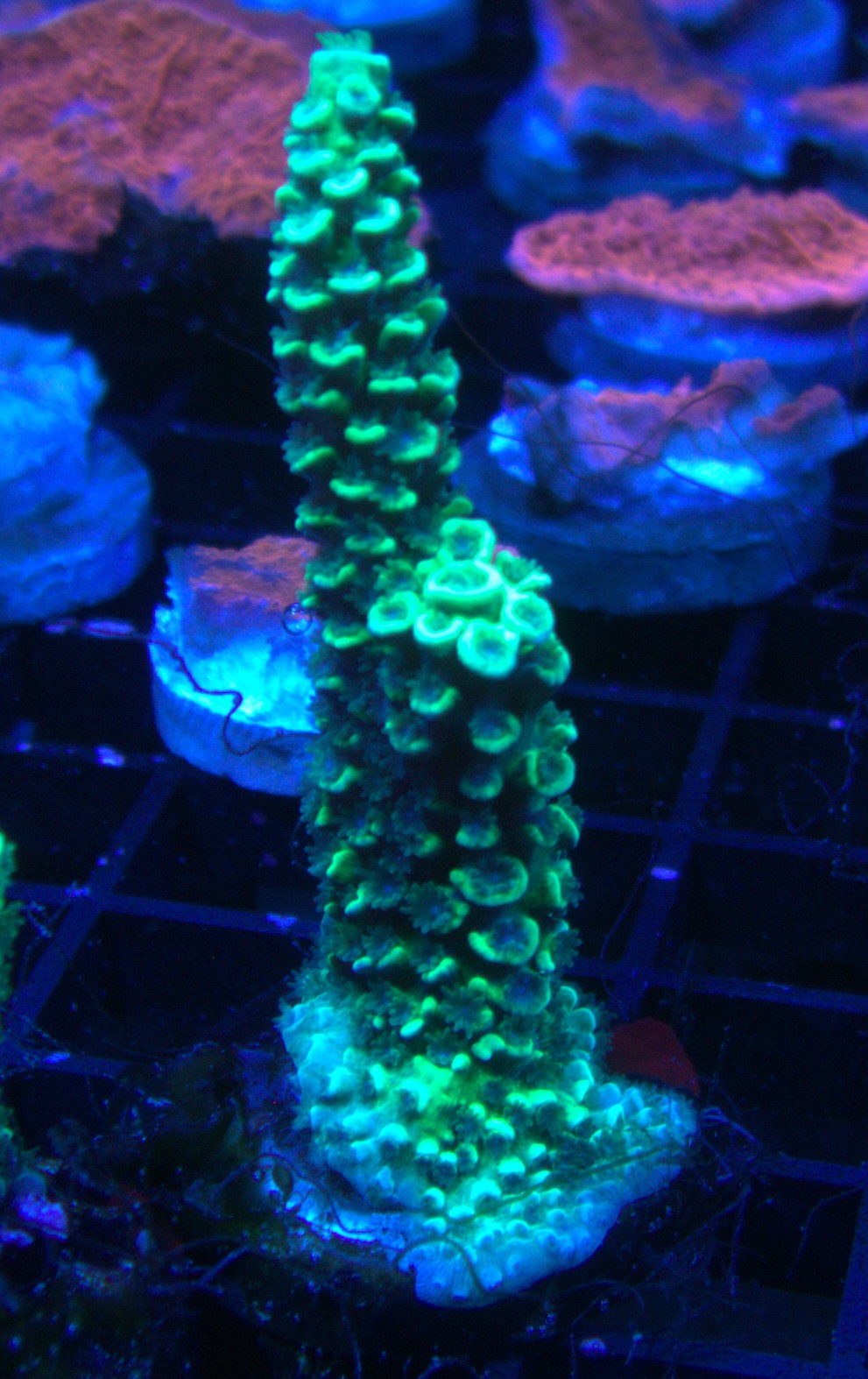 Homewrecker JR acropora