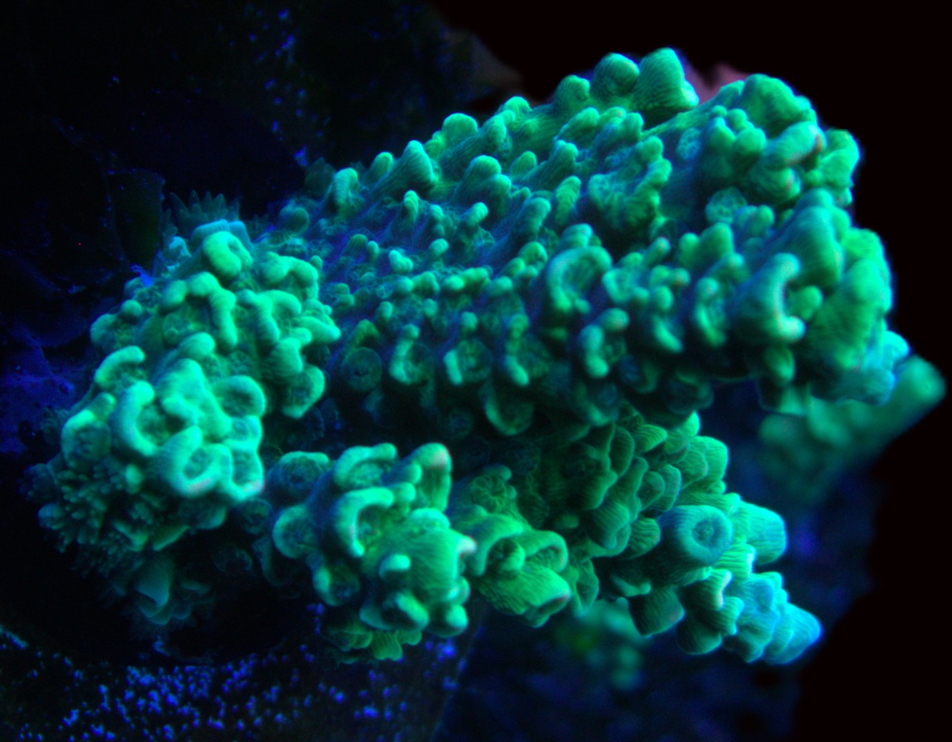 Homewrecker JR acropora