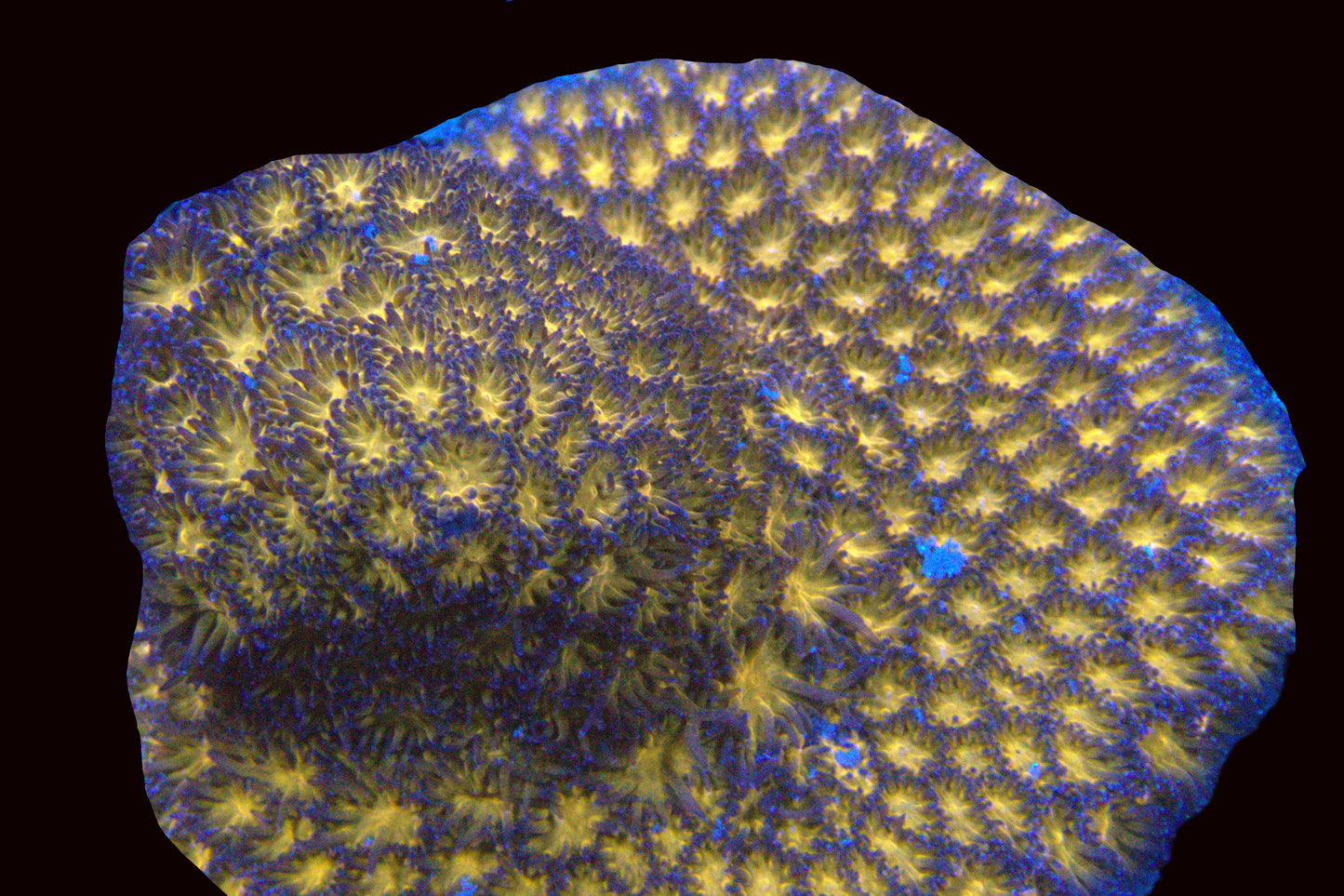 Purple Leptastrea