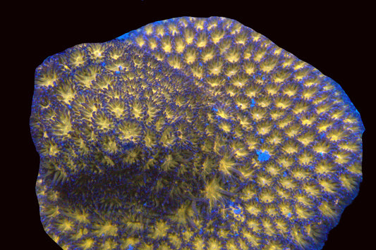 Purple Leptastrea