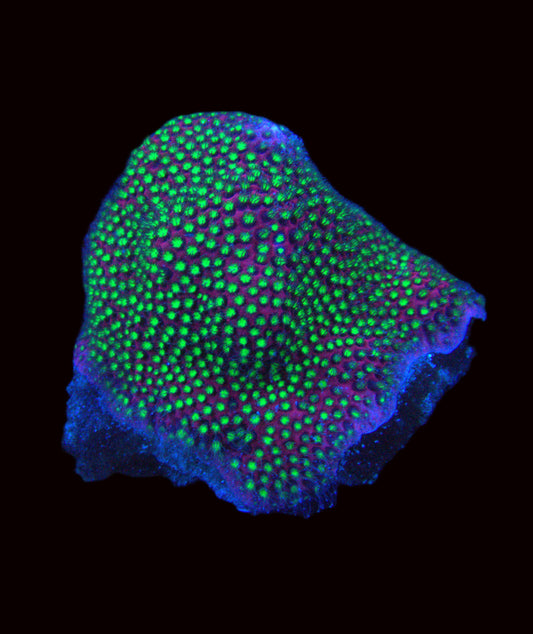 Electric Daisy Stylocoeniella