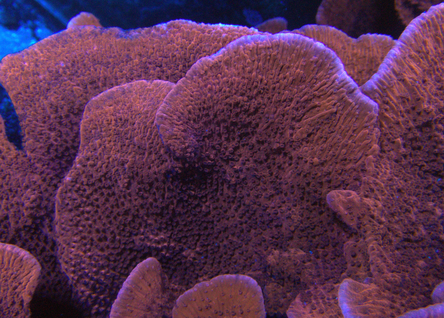 Red Montipora Cap