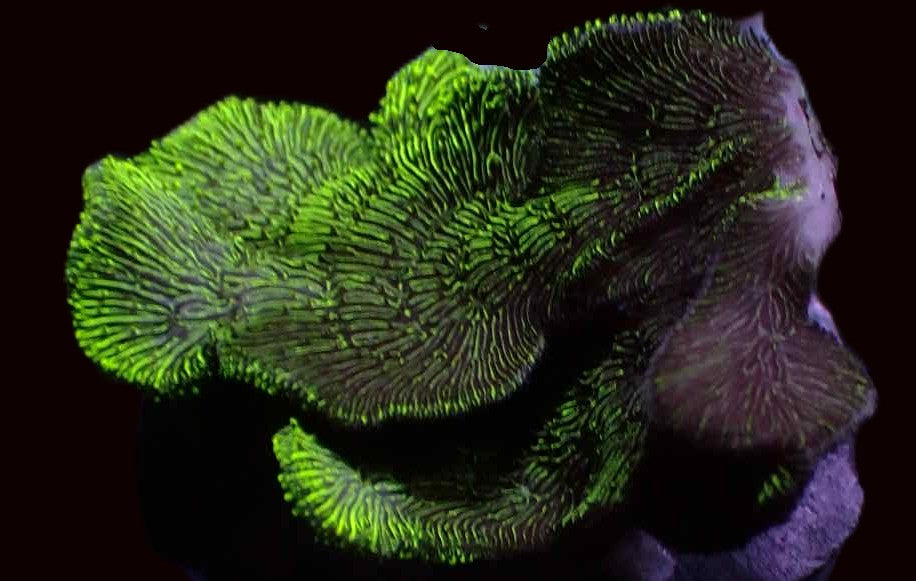 Green pavona corals (pavona cactus)