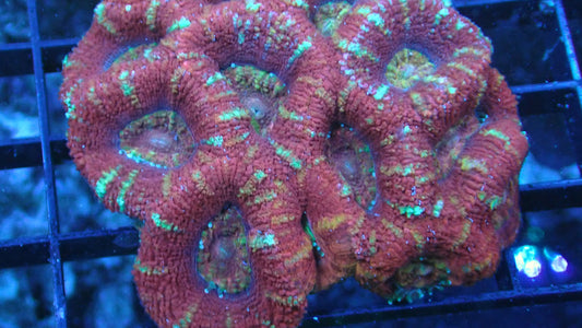 Acan Lord